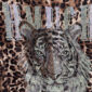Braunes Leoparden Zweiteiler Großhandel, Oversize T-Shirt mit Tiger Strassmotiv und Netzärmeln, passende Shorts im klassischen Leopardenprint, rosemodee.de