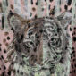 Leoparden Zweiteiler Großhandel, Oversize T-Shirt mit Tiger Strassmotiv und Netzärmeln, passende Shorts im Leopardenprint, rosemodee.de