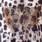 Leo Print Damenbluse mit Strass-Tiger Großhandel in Beige und Grau