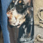 Handpatch Denim Dog Jeans Sweat Hose mit Strass